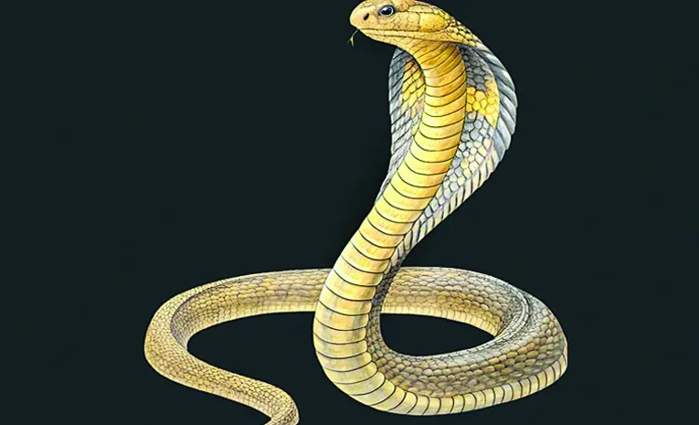 Toddler dies of snakebite