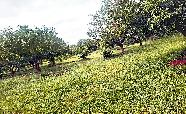 Maintenance of a mango orchard using organic methods