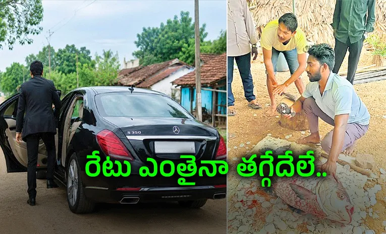 40 Kg Fish In West Godavari