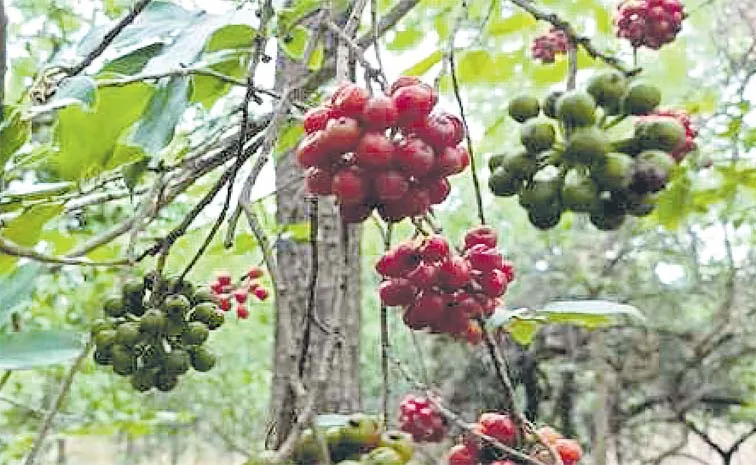 Chapagutthi Tree Huberantha Cerasoides Medicinal Benefits And Uses