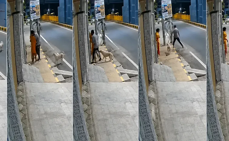 Woman With Mental Disability Allegedly Assaulted Stray Dogs Chase Away Attacker