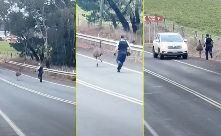 Emu Bird Police Chase Australia Viral Video