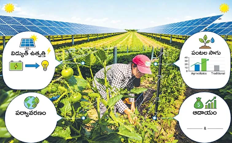 Agrivoltaic Solar Panels Farming Benefits For Farmers