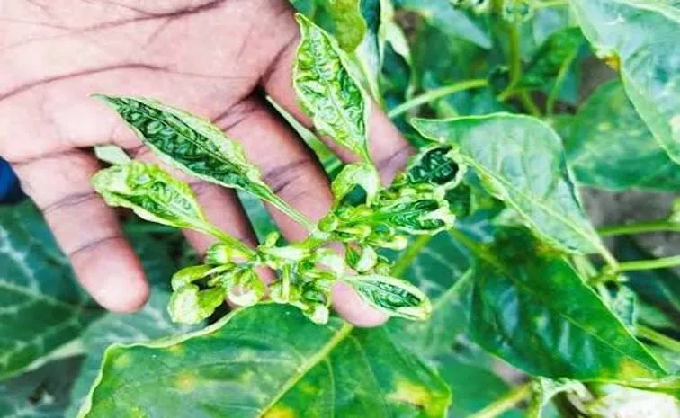 Leaf Curl Control In Chilli Tomato Brinjal Plants Natural Methods
