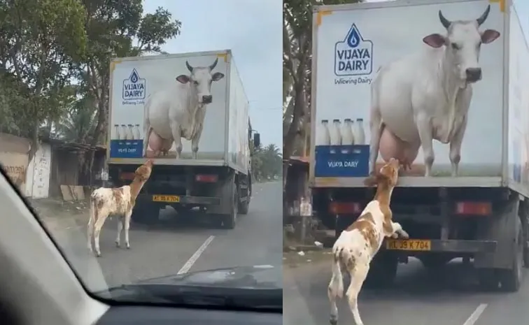 Too Innocent: Calf Tries to Drink Milk From a Cow Picture Van Video Viral