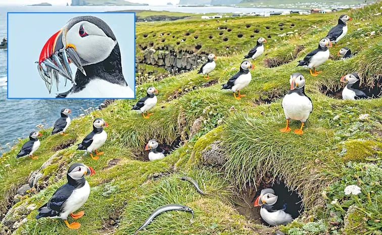 Puffin Birds Iceland Westman Islands Interesting Facts