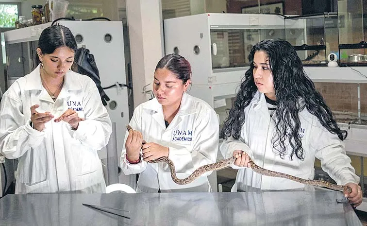 Snake In Students Hands Why Are They Studying Lyre Snake1
