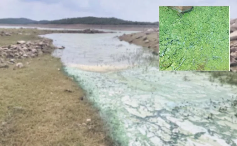 Water Changes Color At Nagarjuna Sagar