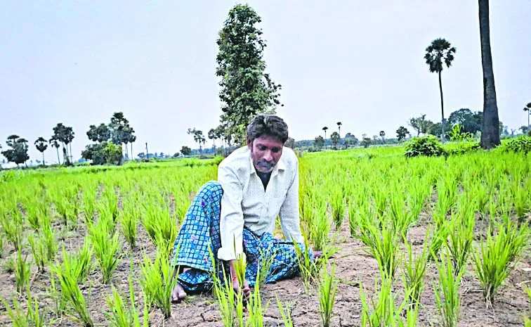 Sakshi ground report on the hardships and losses faced by farmers