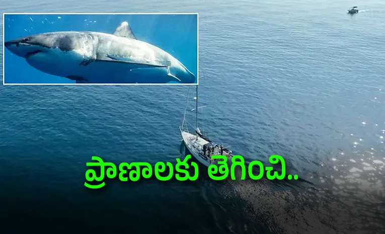 Heroic Man Leaps Into Water To Save Friend From Shark1
