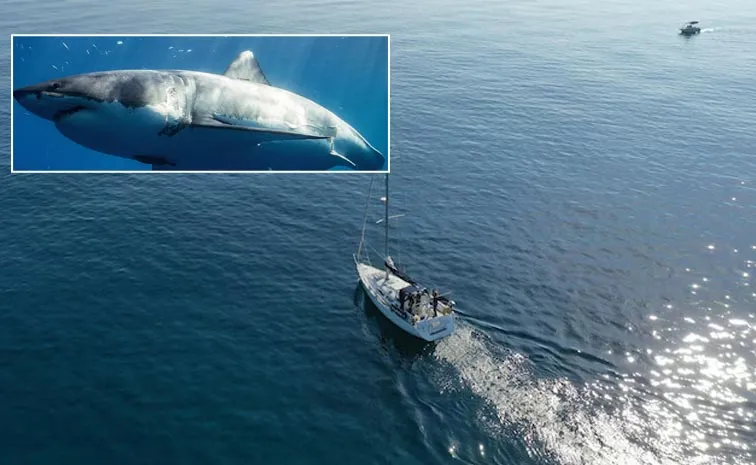 Heroic Man Leaps Into Water To Save Friend From Shark1