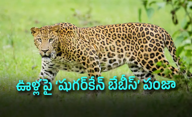 Born in the Canes Why Indias Leopards Are Leaving Forests to Claim Farmlands