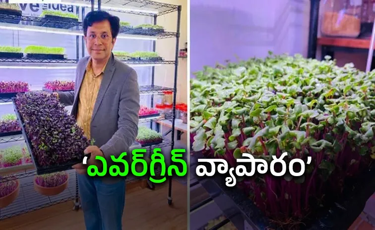 Chandigarh Man Rs 90 Lakh Salary To Rs 1.44 Crore Microgreens Business