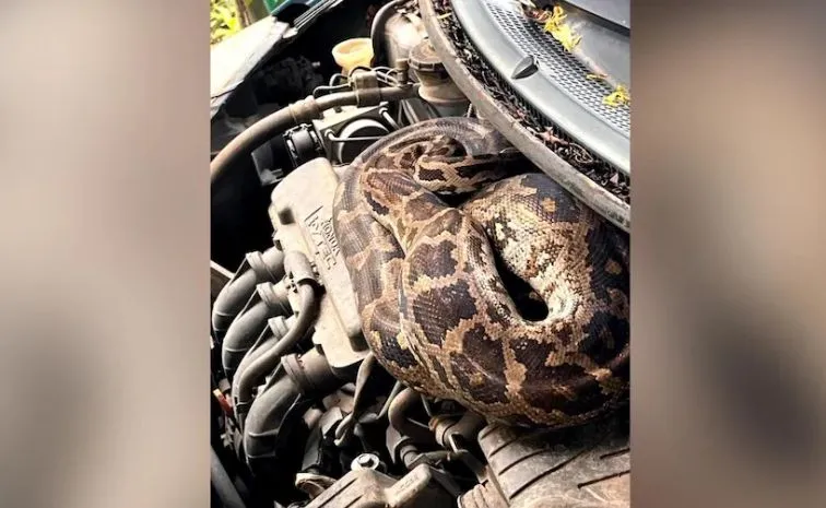   A 7 foot long python was found inside the cars bonnet