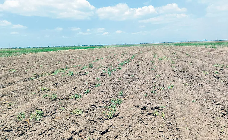 Chandrababu Naidu government not declaring drought zones