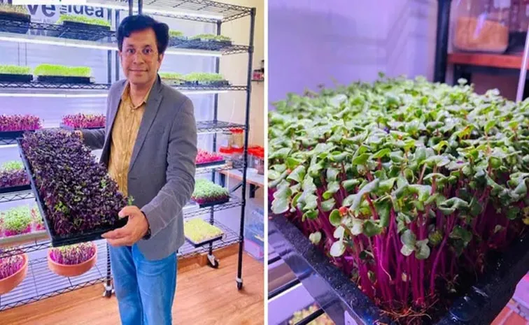 Chandigarh Man Rs 90 Lakh Salary To Rs 1.44 Crore Microgreens Business1