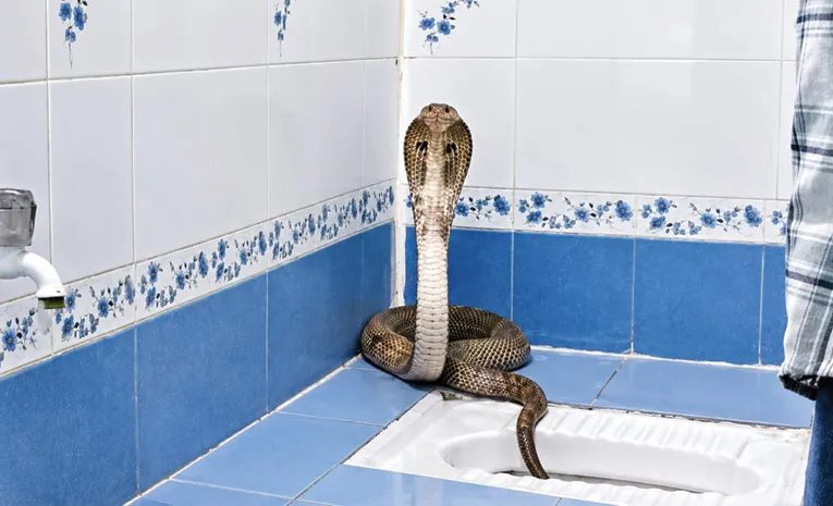 6 Feet Snake In Visakhapatnam