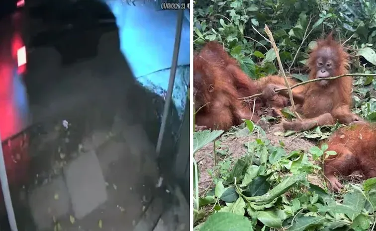 On Camera Black Thar Seen In Area Where Orangutans Were Found4