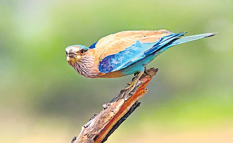 Indian roller gradually disappearing