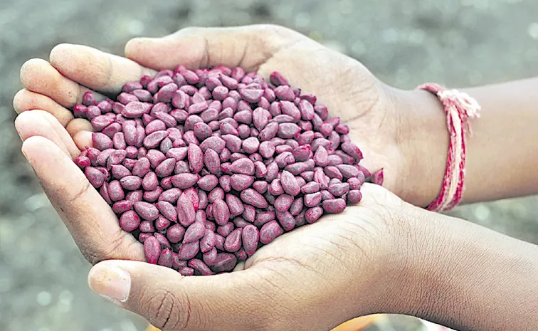 Telangana Faces Concern as Illegal GM Cotton Cultivation Reaches 30 Percent