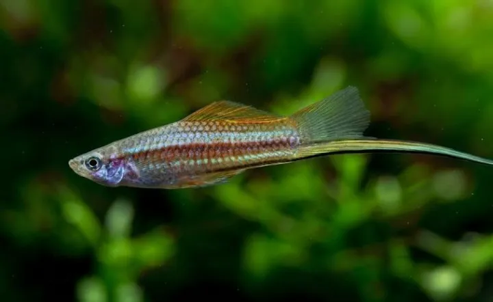 Scientists create virtual dating game for green swordtail fish