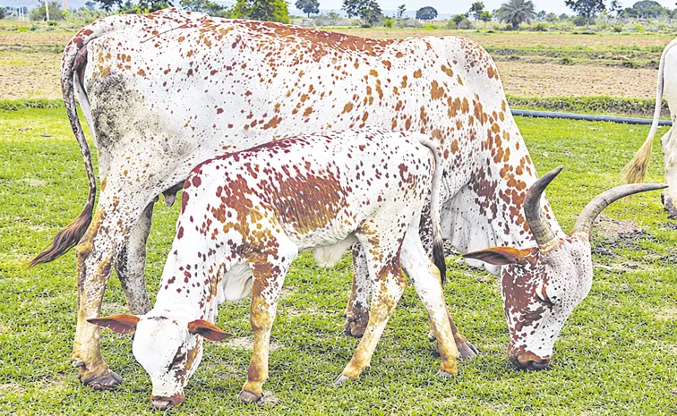 Telangana Genetics to Play Key Role in Improving Cow and Buffalo Breeds