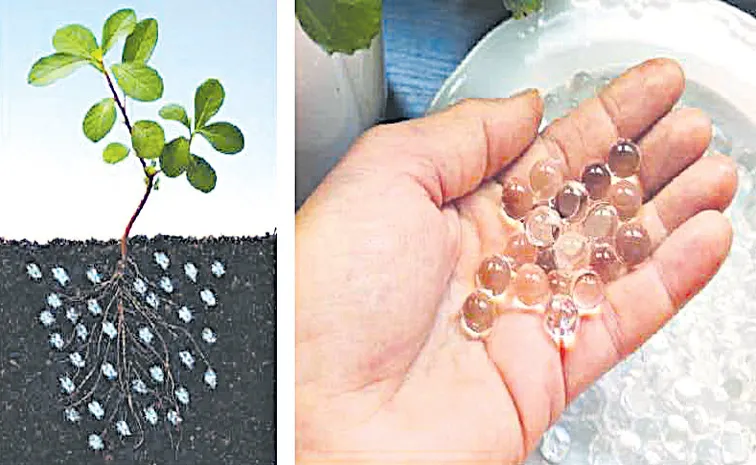 Sagubadi: Hydrogels as a key solution for sustainable agriculture