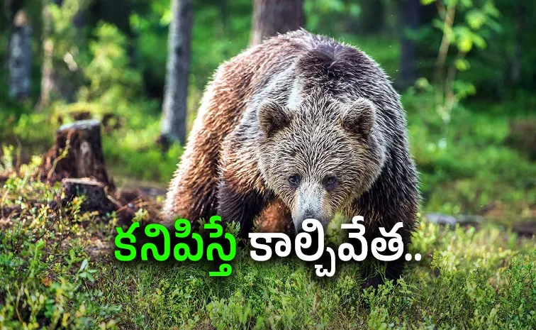 Russia: ఎలుగుబంట్ల ఊచకోత: 9 నెలల్లో 3,500 హతం!
