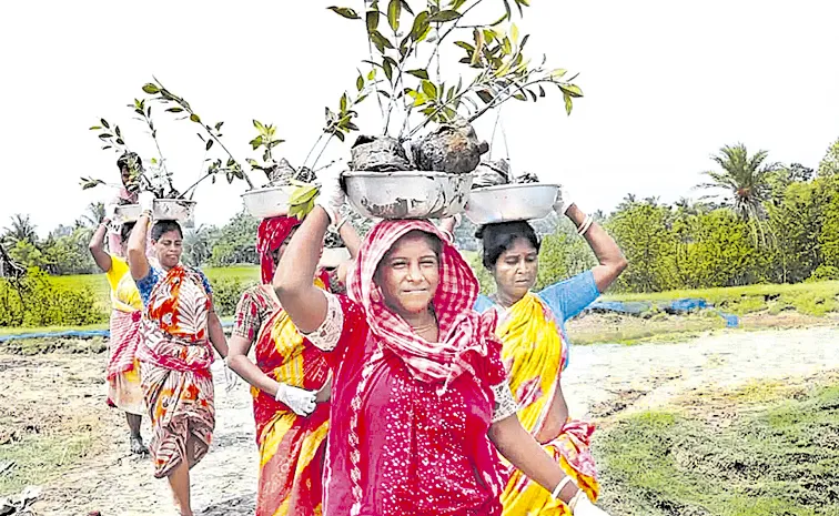 Mangrove plantation providing livelihoods to women in Sundarbans: PM Modi in Mann Ki Baat