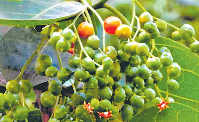 ఈ పండ్ల‌లో విశేషంగా ఔషధ గుణాలు