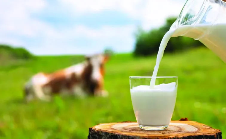 Substandard milk at Dodla Dairy