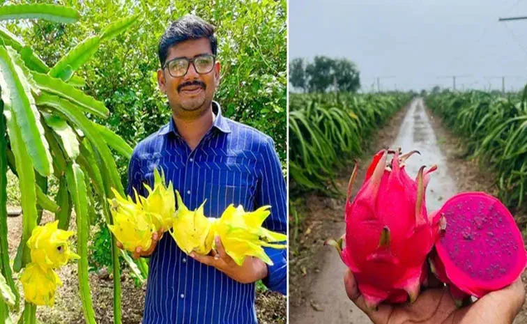 Success Story: Mahesh Asabe cultivates dragon fruit Earns Rs 2 Crore A Year