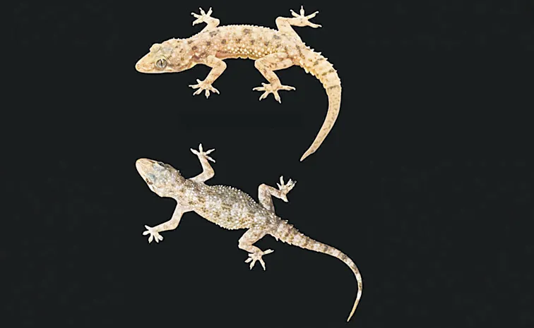 Telangana scientists discover two new gecko species