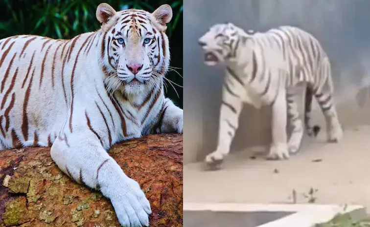 Rare Blue Eyed White Tiger Tejas Reaches Dehradun Zoo