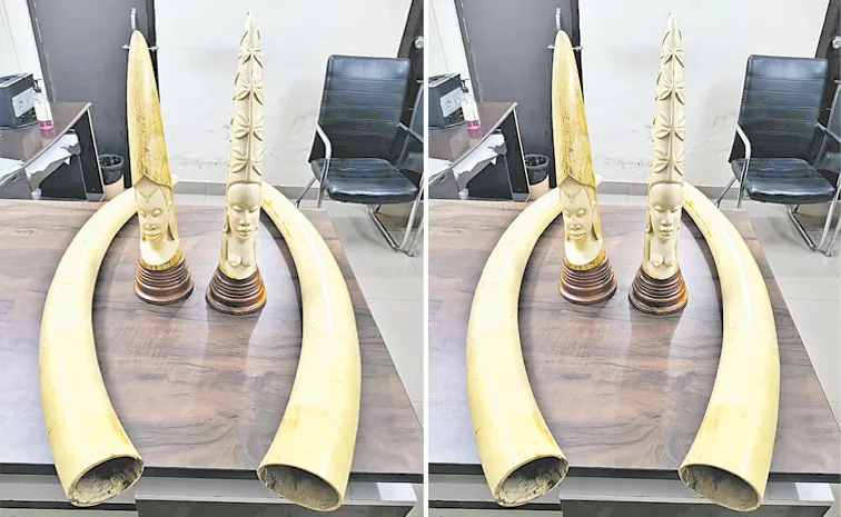 DRI seized four elephant tusks weighing 17 kg in Hyderabad