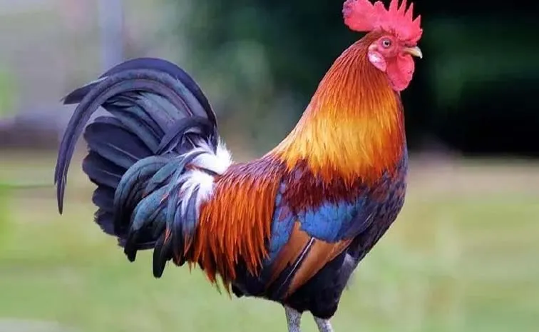 Dasara Country Chicken Mutton Sweet Prices