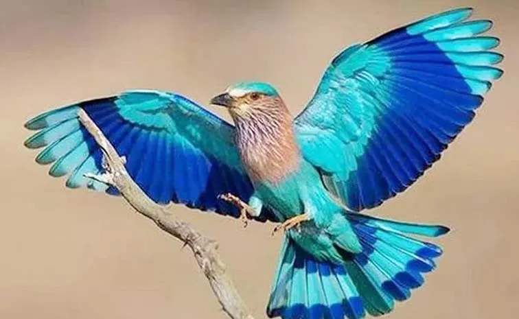Indian Roller Bird Dasara Festival Hyderabad Telangana