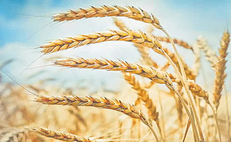 Warming climate may change protein composition of wheat