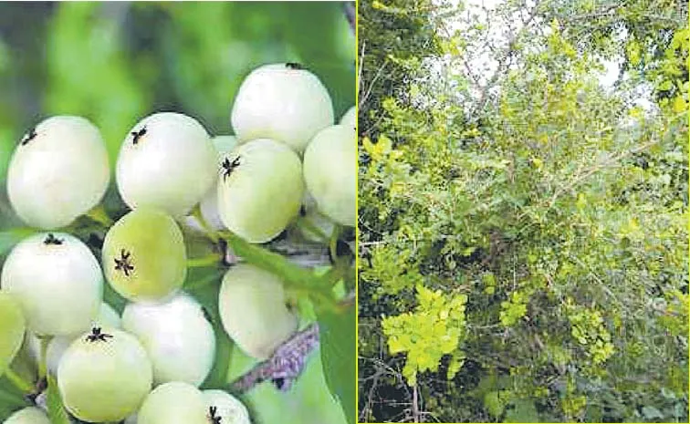 White Berry Bush Uses And Benefits