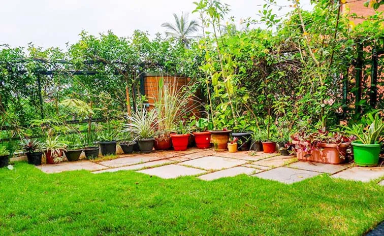 Baking Soda Uses In Terrace Gardening