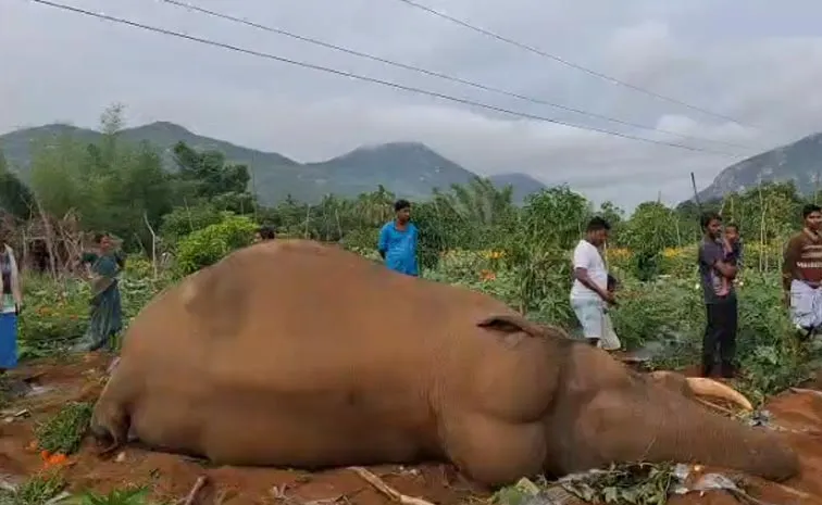 అయ్యో పాపం.. ఏనుగు