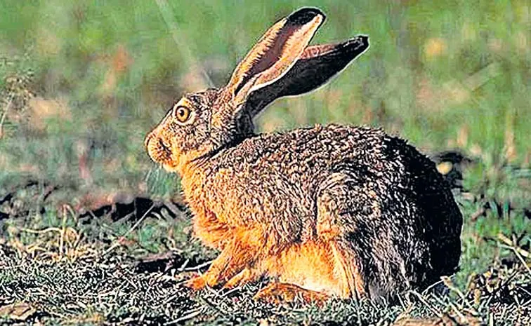 Rabbit VS Hare Interesting Facts