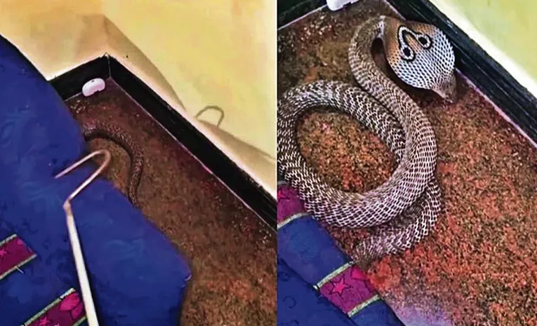 Snake Incident In Karnataka
