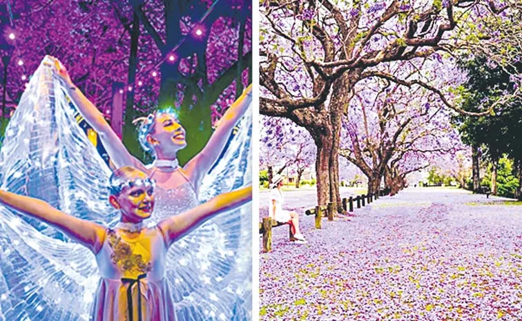 Grafton Jacaranda Festival Purple Flower Celebration1