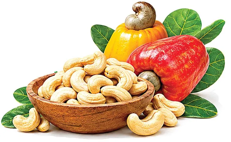 Health Tips: Cashew Nuts: Nutrition, Benefits, Uses, Side Effects 
