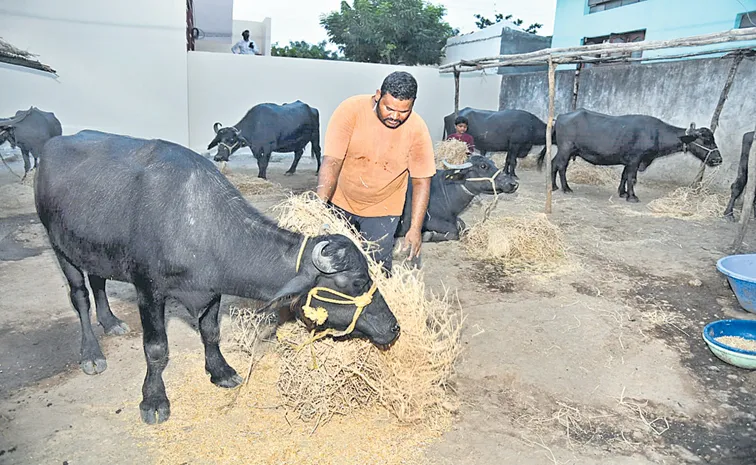 Struggles of dairy farmers for dry fodder