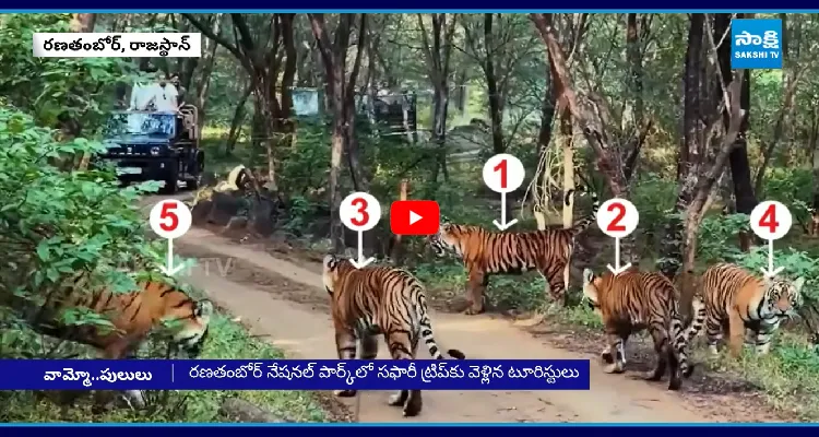 ఒకేసారి ఐదు పెద్ద పులులు.. సఫారీ వాహనానికి ఎదురుగా వచ్చి!