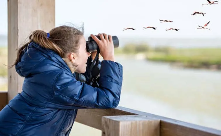 Bird Watching Brain Health Memory Dementia1