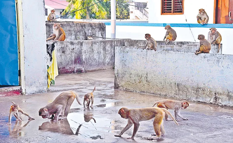 Troops of monkeys attack homes, crops, and people all over Telangana