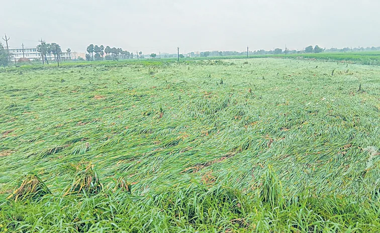 అర్నబ్‌ తుపానులో మునిగిన అన్నదాత